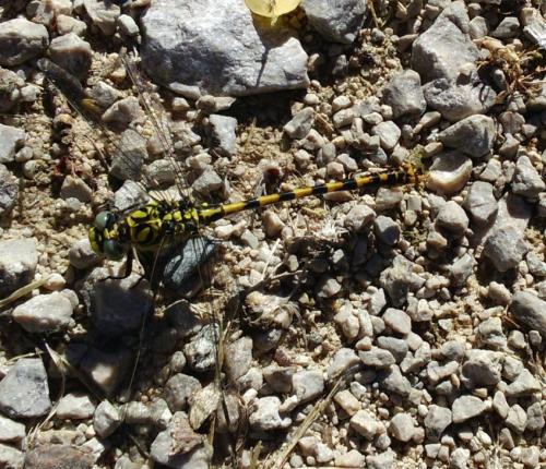 Onychogomphus forcipatus